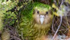 Most rare kākāpō parrots have had their genome sequenced