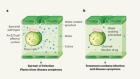 Bacteria deliver water channels to infect plants