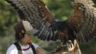 Colombia considers ban on most research and education using live animals