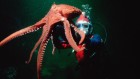 Octopuses used in research could receive same protections as monkeys