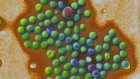 Furry little creatures teem with a multitude of viruses