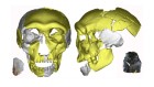 A new human species? Mystery surrounds 300,000-year-old fossil