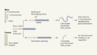 Master regulator of a mosquito X chromosome discovered
