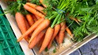 How carrots became orange: genomics get at the root of the matter
