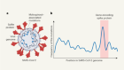 Anti-COVID drug accelerates viral evolution