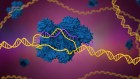 Is CRISPR safe? Genome editing gets its first FDA scrutiny