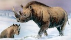 Woolly-rhino genome emerges from cave hyena’s fossilized poo
