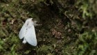 Are these moths blinding children? Nepalese researchers seek answers