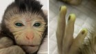 This hybrid baby monkey is made of cells from two embryos