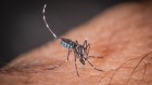 Tropical diseases move north