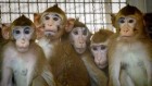 How wild monkeys ‘laundered’ for science could undermine research