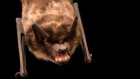These bats are the first mammals found to have non-penetrative mating