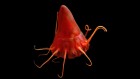 Deep-sea mining threatens jellyfish, suggests first-of-its-kind study