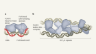 An immune-cell transcription factor tethers DNA together