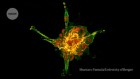 Stunning stem cells and Starlink trails — November’s best science images