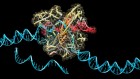 ‘Treasure trove’ of new CRISPR systems holds promise for genome editing