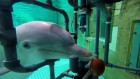 Dolphins have a feel for electric fields