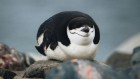 This penguin survives on 4-second microsleeps — thousands of times a day