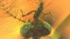 Earliest known fossil mosquito is a blood-sucking surprise