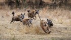 How hyenas decide whether to form a lion-fighting mob