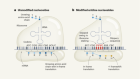 Modified messenger-RNA components alter the encoded protein