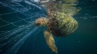 Forecast warns when sea life will get tangled in nets — one year in advance