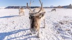 Reindeer can activate sleep mode while eating
