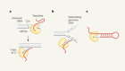 Snapshots of genetic copy-and-paste machinery in action
