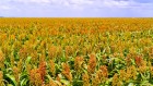 CRISPR-edited crops break new ground in Africa