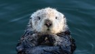 How do otters protect salt marshes from erosion? Shellfishly
