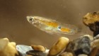 How population size shapes the evolution of guppy fish