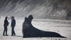 ‘Altruistic’ bull elephant seal lends a helping flipper