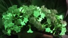 Glow way! Bioluminescent houseplant hits US market for first time