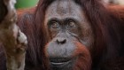 What a tease! Great apes pull hair and poke each other for fun