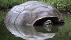 Galapagos giant tortoises were supersized before arrival