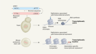 Mammalian cells repress random DNA that yeast transcribes