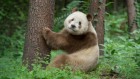 Genetics solves mystery of why some pandas are brown