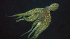 Oldest known animal sex chromosome evolved in octopuses 380 million years ago