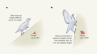 The 50th anniversary of a key paper on how bird flight evolved