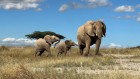 Do elephants have names for each other?