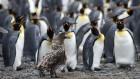Bird-flu threat disrupts Antarctic penguin studies