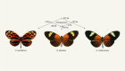 Surprise hybrid origins of a butterfly species
