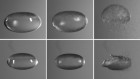 These levitating bubbles are long-lived and puncture-proof