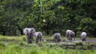 Wildlife boost in African forests certified for sustainable logging