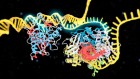 Advanced CRISPR system fixes a deadly mutation in cells