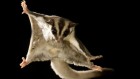 Marsupial genomes reveal how a skin membrane for gliding evolved