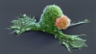 How to supercharge cancer-fighting cells: give them stem-cell skills