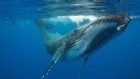 A spa session for humpback whales