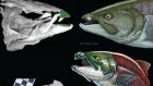 This giant extinct salmon had tusks like a warthog