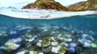 Australia’s Great Barrier Reef is ‘transforming’ because of repeated coral bleaching